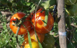 Норма полива томатов в теплице капельным поливом под куст
