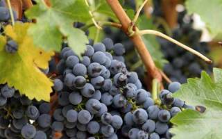Винный виноград уход осенью