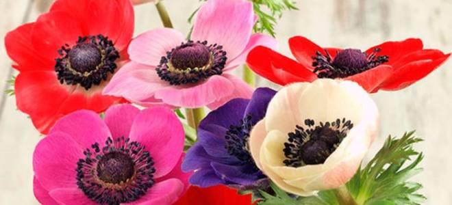 Анемоны посадка и уход осенью