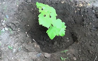 Как черенок винограда вырастить?