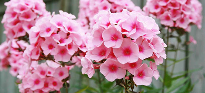 Флоксы посадка и уход в открытом грунте на урале осенью