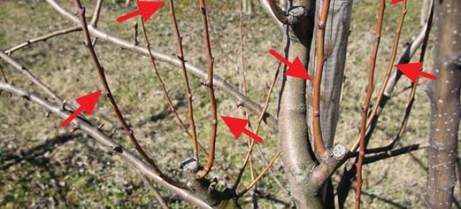 Как осенью обрезать яблоню и грушу?