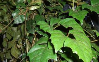 Комнатное растение похожее на березу название зеленый с белым листочек