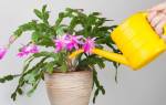 Чем лучше удобрять комнатные цветы в домашних условиях