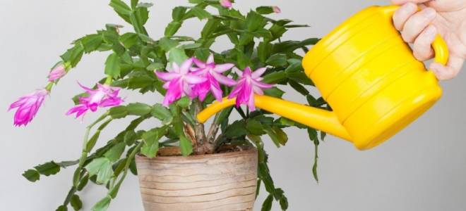 Чем лучше удобрять комнатные цветы в домашних условиях