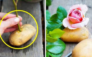 Как размножить розы черенками в картошке осенью?