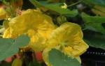 Комнатный цветок с мелкими желтыми цветочками название