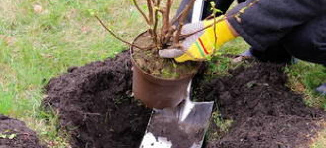 Посадка и уход за черной смородиной осенью