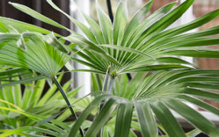 Трахикарпус в домашних условиях уход