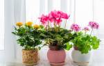 Комнатные растения приносящие в дом благополучие и богатство