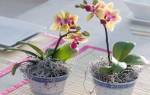 Орхидеи уход в домашних условиях полив горшок без дырок