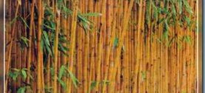 Бамбук посадка и уход в саду