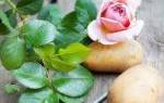 Как размножить розы черенками в картошке в домашних условиях?