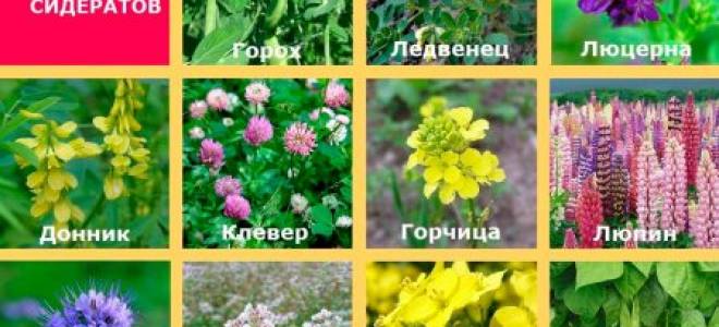 Сидераты осенью когда сеять и когда закапывать
