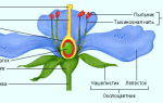 Какое растение имеет спиральный цветок?