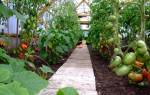 Как ухаживать за помидорами чтобы был хороший урожай в теплице?