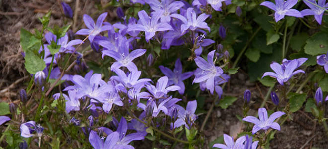 Колокольчики посадка и уход осенью