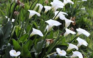 Уход осенью за каллами