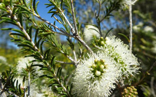 Австралийское чайное дерево комнатное растение