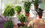 Декоративно лиственное растение комнатное