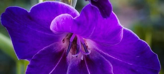 Гладиолусы посадка и уход в открытом грунте осенью