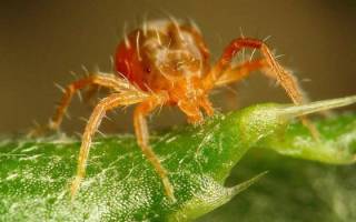 Средства борьбы с паутинным клещом на комнатных растениях