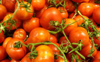 Как продлить жизнь помидорам в теплице?