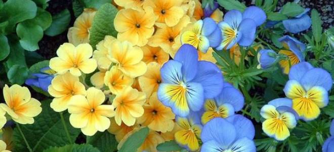 Комнатные цветы для женского счастья по знакам зодиака