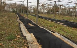 Уход за виноградом осенью в башкирии