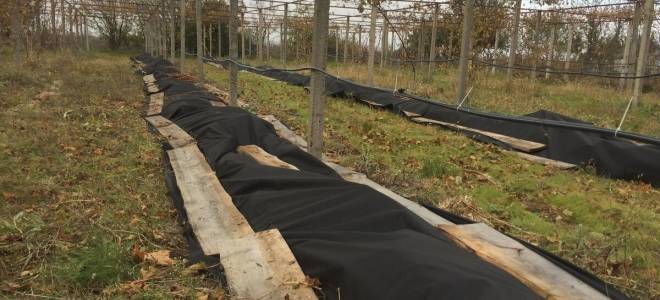 Уход за виноградом осенью в башкирии