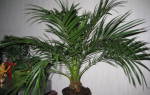 Комнатные растения как пальма