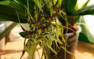 Орхидея брассия уход в домашних