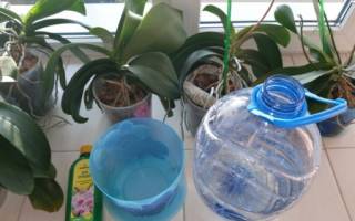 Сколько времени нужно держать орхидею в воде при поливе