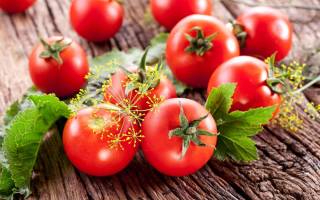 Как сажать помидоры в открытый грунт без полива кизима?