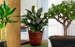 10 комнатных растений которые приносят счастье в дом