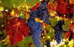 Виноград осенью подкормка обрезка уход