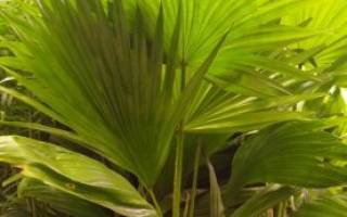 Комнатное растение похожее на пальму с тонкими листьями