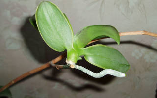 Пересадка детки орхидеи в домашних условиях