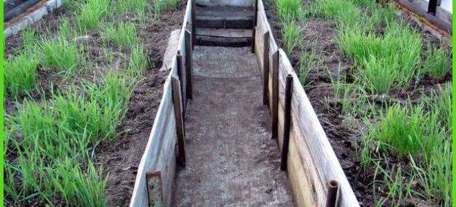 Что дает полив марганцовкой земли в теплице перед посадкой?