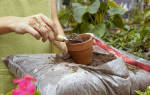 Органические удобрения своими руками для комнатных растений