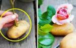 Выращивание розы из черенка в домашних условиях в картошке
